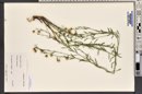 Linum lewisii image