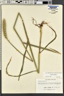 Triticum aestivum image