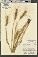 Triticum aestivum image
