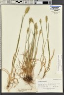Triticum aestivum image
