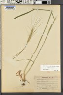 Triticum aestivum image