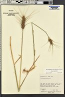 Triticum aestivum image