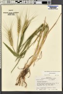 Triticum aestivum image