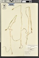 Triticum aestivum image