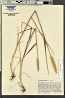 Triticum aestivum image