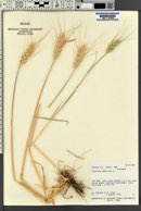 Triticum aestivum image