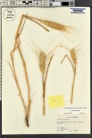 Triticum aestivum image