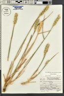 Triticum aestivum image