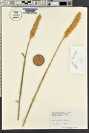 Triticum aestivum image