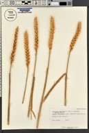 Triticum aestivum image