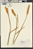 Triticum aestivum image