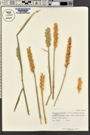 Triticum aestivum image