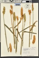 Triticum aestivum image