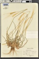 Triticum monococcum image