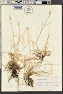 Triticum monococcum image