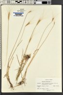 Triticum monococcum image