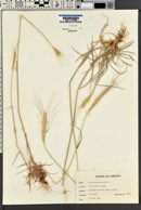 Triticum monococcum image