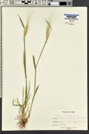 Triticum monococcum image