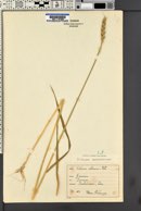 Triticum monococcum image