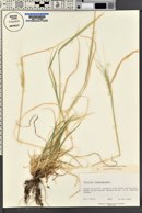 Triticum monococcum image