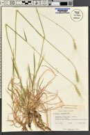 Triticum monococcum image
