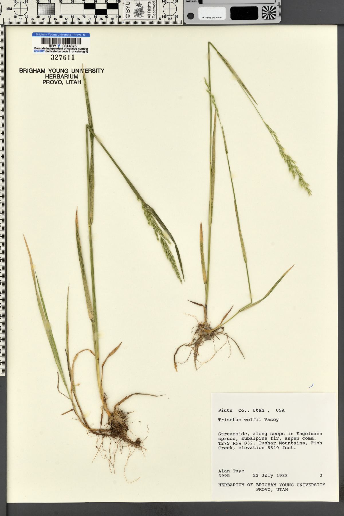 Trisetum wolfii image