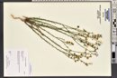 Linum lewisii image