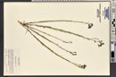 Linum lewisii image