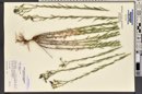 Linum lewisii image