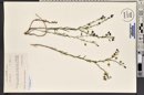 Linum lewisii image
