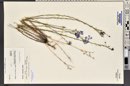Linum lewisii image
