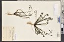 Linum lewisii image