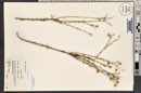 Linum lewisii image