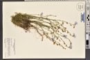 Linum lewisii image