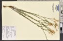 Linum lewisii image