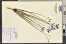 Linum lewisii image