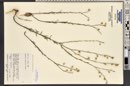Linum lewisii image