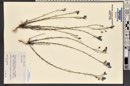 Linum lewisii image
