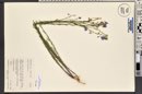 Linum lewisii image