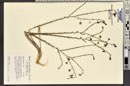 Linum lewisii image