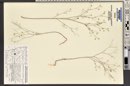Hesperolinon micranthum image