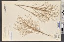 Hesperolinon micranthum image