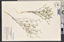 Hesperolinon micranthum image
