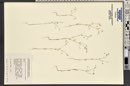 Hesperolinon micranthum image