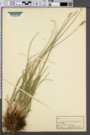 Carex tahoensis image