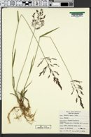 Agrostis capillaris image